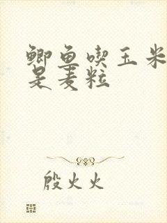 鲫鱼吃玉米粒还是麦粒