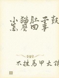 小猫肚子鼓胀是怎么回事