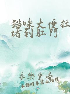 猫咪大便拉不出堵到肛门