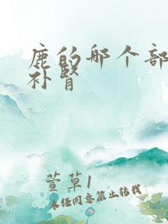 鹿的哪个部位最补肾