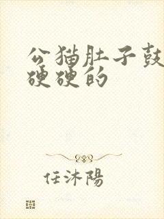 公猫肚子鼓鼓的硬硬的