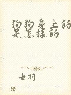 狗狗身上的蜱虫是怎样的