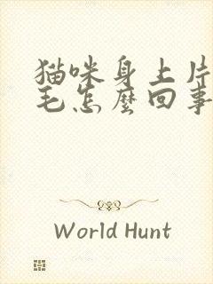 猫咪身上片状掉毛怎么回事