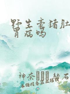 野生豪猪肚子治胃病吗