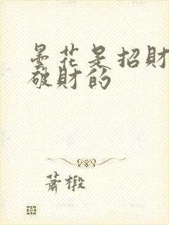 昙花是招财还是破财的