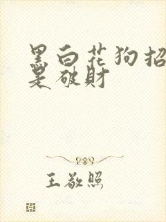 黑白花狗招财还是破财