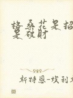 格桑花是招财还是破财