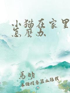 小猫在家里乱尿怎么办