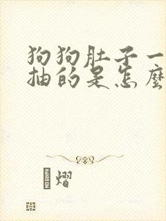 狗狗肚子一抽一抽的是怎么回事