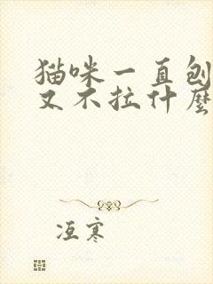 猫咪一直刨猫砂又不拉什么意思