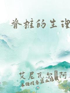 脊椎的生理弯曲