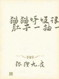 猫猫呼吸很急促 肚子一抽一抽