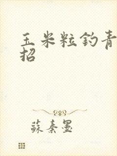 玉米粒钓青鱼绝招