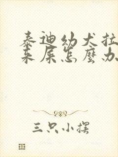 泰迪幼犬拉不出来屎怎么办