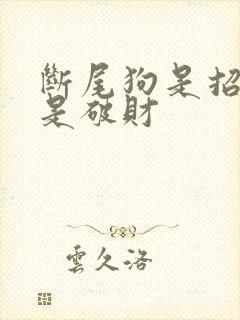 断尾狗是招财还是破财