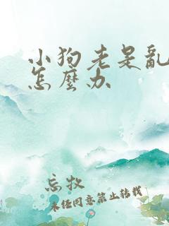 小狗老是乱拉尿怎么办