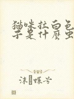 猫咪拉白色的虫子是什么虫