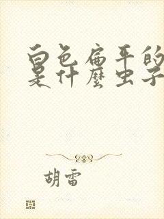 白色扁平的虫子是什么虫子