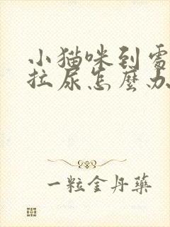 小猫咪到处拉屎拉尿怎么办