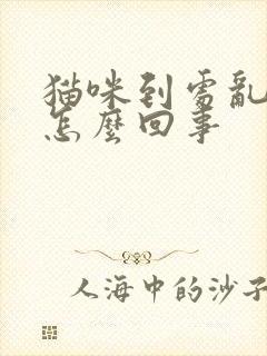 猫咪到处乱尿是怎么回事