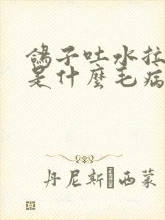 鸽子吐水拉绿便是什么毛病