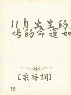 11月出生的属鸡的命运如何