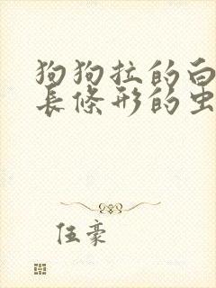 狗狗拉的白色的长条形的虫子