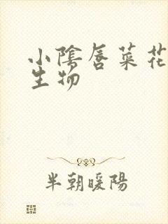 小阴唇菜花状赘生物