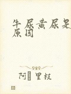 牛尿黄尿是什么原因