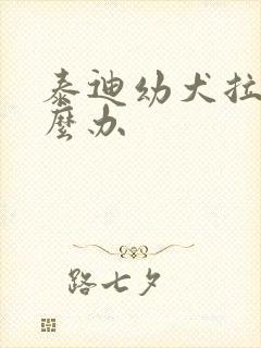 泰迪幼犬拉稀怎么办