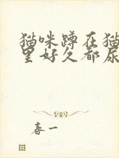 猫咪蹲在猫砂盆里好久都尿不出来