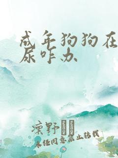 成年狗狗在家乱尿咋办