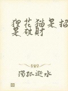 狸花猫是招财还是破财