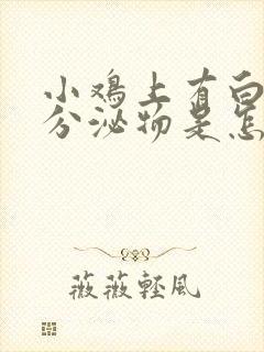 小鸡上有白色的分泌物是怎么回事