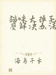 猫咪太掉毛有什么解决办法