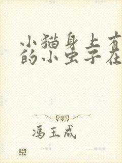 小猫身上有黑色的小虫子在爬