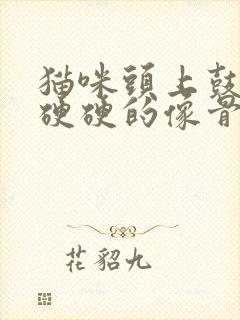 猫咪头上鼓个包硬硬的像骨头