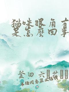 猫咪眼角有眼屎是怎么回事