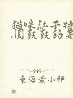 猫咪肚子特别大,圆鼓鼓的是怎么回事