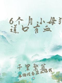 6个月小母狗尿道口有血