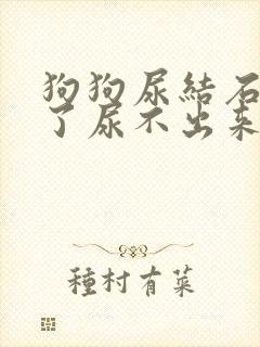 狗狗尿结石堵住了尿不出来怎么办