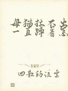 母猫拉不出尿 一直蹲着怎么办