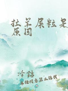 拉羊屎粒是什么原因