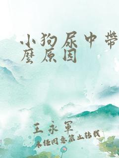 小狗尿中带血什么原因