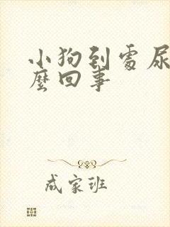 小狗到处尿是怎么回事