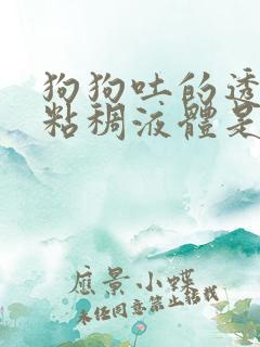 狗狗吐的透明色粘稠液体是什么原因