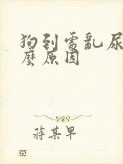 狗到处乱尿是什么原因