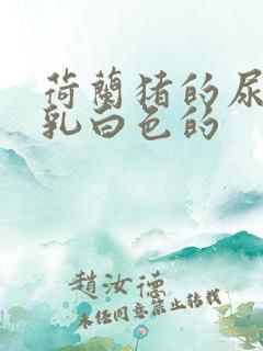 荷兰猪的尿液是乳白色的