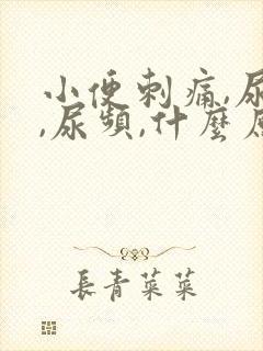 小便刺痛,尿急,尿频,什么原因引起