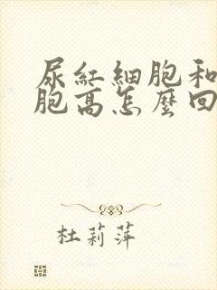 尿红细胞和白细胞高怎么回事